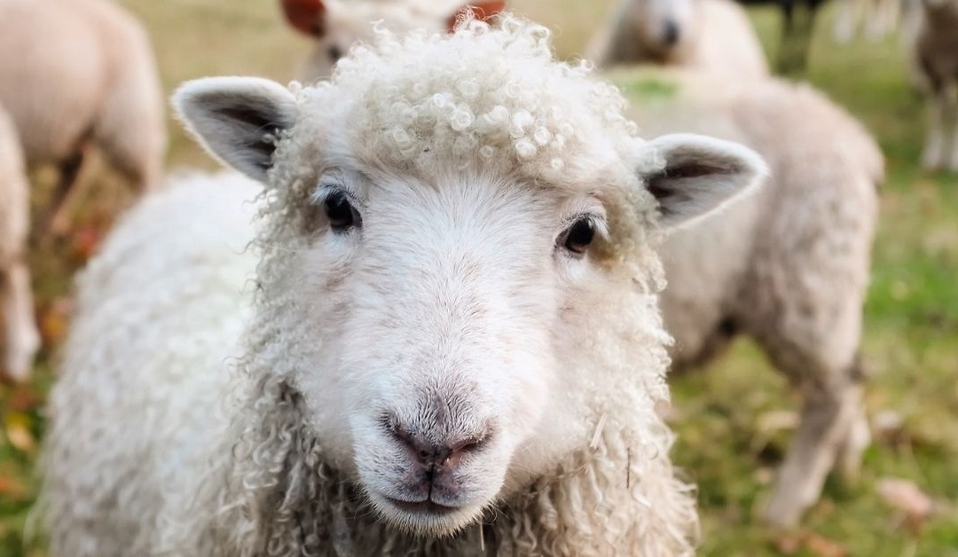 Megnyílt a támogatási kérelem benyújtási időszak – Kiskérődző állatjóléti támogatás